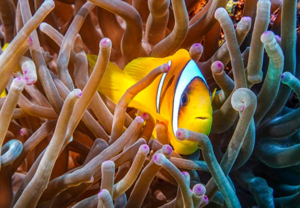 Rotmeer-Anemonenfisch (Amphiprion nigripes), Anemone, Tauchplatz Panorama-Reef, Rotes Meer, Ägypten *** Red Sea anemonefish Amphiprion nigripes , anemone, dive site Panorama Reef, Red Sea, Egypt