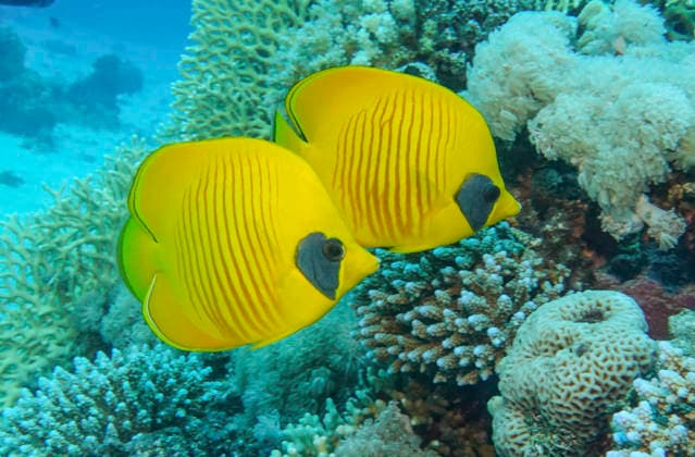 Masken-Falterfische (Chaetodon semilarvatus), Abu Ramada Riff, Rotes Meer, Ägypten *** Masked butterflyfish Chaetodon semilarvatus , Abu Ramada Reef, Red Sea, Egypt
