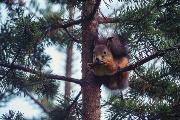 Ingwerrotes Eichhörnchen auf Tannenzweigen im Herbstwald Ginger red squirrel on pine tree branches in autumn forest Copyright: imageBROKER IuliannaxEst ibxiqx16126893.jpg