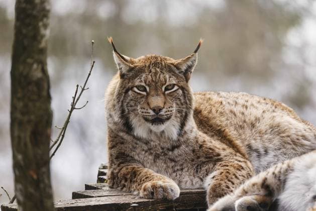 16.02.2026, Grünau, AUT, Unterwegs in Oberösterreich, Symbolbild, Themenbild, Verschiedene Themenbilder, Tierpark Grünau, im Bild Eurasischer Luchs, Raubtier, Raubkatze, Grosskatze, Tier, Waldbewohner, Wildtier, Wildlife, Wildnis, Natur, Fell, Saeugetier, Tierportraet, Zoologie, *** 16 02 2026, Grünau, AUT, Unterwegs in Oberösterreich, symbol picture, theme picture, various theme pictures, Tierpark Grünau, in the picture Eurasian lynx, predator, big cat, animal, forest dweller, wild animal, wildlife, wilderness, nature, fur, mammal, animal portrait, zoology,