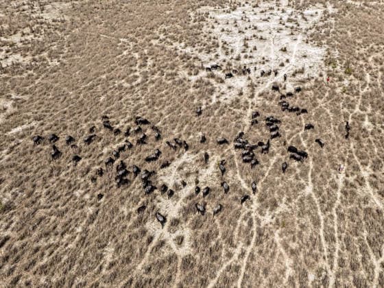 Creative Highlights World February 17, 2026, Gaibandha, Rangpur, Bangladesh: February 17, 2026, Gaibandha, Rangpur, Bangladesh:. An aerial view shows a buffalo herd grazing and moving across a dry river char near the Brahmaputra River in Gaibandha, Rangpur, Bangladesh on February 17, 2026. The animals scatter over the grass-covered sandbar while herders guide them from a distance. Seasonal river recession exposes vast grazing grounds, but the unstable char landscape reflects the fragile and shifting nature of life along the Brahmaputra basin. Gaibandha Bangladesh  - ZUMAh178 20260217_zip_h178_008 Copyright: xMuhammadxAmdadxHossainx