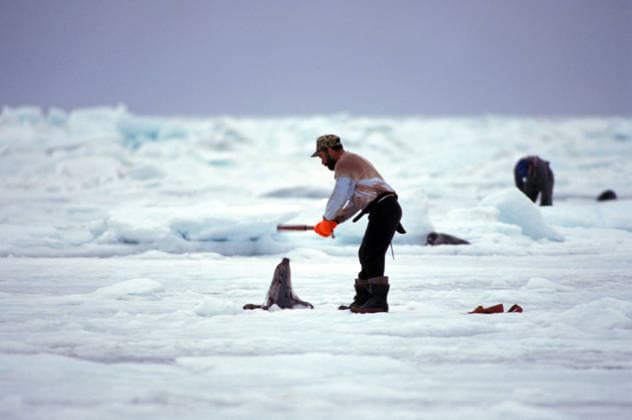 Mar 20, 1998 St. Lawrence, Quebec, CANADA The Harp Seal is found in the North Atlantic and Arctic oceans. The Pups pups younger than 2-3 weeks are known as whitecoats . Harp seals are commercially hunted, usually on their breeding grounds. Seal hunting has become controversial as local fisherman hunt as much out of tradition as necessity. Great quantities of pelts have been stockpiled and have gone unsold, creating little commercial value in killing the seals with exception to the sale of sex organs as aphrodisiacs in Asia. Fishers and hunters blame the seal population for the decrease in the Cod fish population. Pictured: A seal hunter beats a harp seal to death with a club, bat. St. Lawrence Quebec CANADA Copyright: xRichardxSobolx St. La - ZUMA1072 19980320_dda_s21_007 Copyright: xIMAGO RichardxSobolx