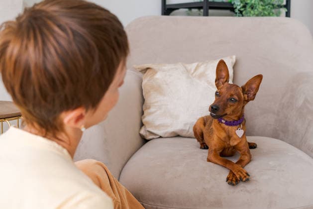 Hundetraining Teams. Glückliche Frau Training Haustier zu Hause im Wohnzimmer, spielen Dog training teams. Happy woman training pet at home in living room, playing with pygmy pinscher and rewarding him with treats, giving food to pet, sitting on bed (License=RF) ,model released, Symbolfoto Copyright: xZoonar.com EkaterinaxPereslavtsevax 24688748 ,model released, Symbolfoto ,property released