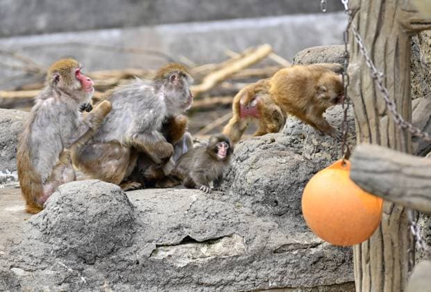 Baby monkey named Punch finds comfort with a stuffed animal CHIBA, JAPAN - FEBRUARY 20 : Baby monkey named Punch (C) is seen with others macaque at a zoo on February 20, 2026, in north of Tokyo, Chiba Prefecture, Japan. Abandoned by his mother at birth, the little monkey found comfort with a stuffed animal (not seen). David Mareuil Anadolu Chiba Japan. Editorial use only. Please get in touch for any other usage.  Copyright: x2026xAnadoluxDavidxMareuilx