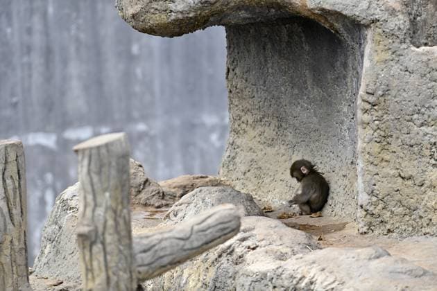 Baby monkey named Punch finds comfort with a stuffed animal CHIBA, JAPAN - FEBRUARY 20 : Baby monkey named Punch is seen alone at a zoo on February 20, 2026, in north of Tokyo, Chiba Prefecture, Japan. Abandoned by his mother at birth, the little monkey found comfort with a stuffed animal (not seen). David Mareuil Anadolu Chiba Japan. Editorial use only. Please get in touch for any other usage.  Copyright: x2026xAnadoluxDavidxMareuilx