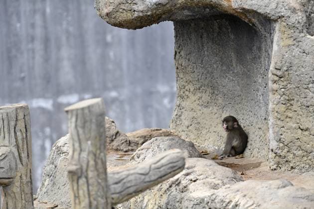 Baby monkey named Punch finds comfort with a stuffed animal CHIBA, JAPAN - FEBRUARY 20 : Baby monkey named Punch is seen alone at a zoo on February 20, 2026, in north of Tokyo, Chiba Prefecture, Japan. Abandoned by his mother at birth, the little monkey found comfort with a stuffed animal (not seen). David Mareuil Anadolu Chiba Japan. Editorial use only. Please get in touch for any other usage.  Copyright: x2026xAnadoluxDavidxMareuilx