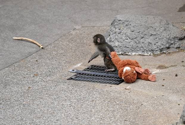 Baby monkey named Punch finds comfort with a stuffed animal CHIBA, JAPAN - FEBRUARY 20 : Baby monkey named Punch is seen with a stuffed animal at a zoo on February 20, 2026, in north of Tokyo, Chiba Prefecture, Japan. Abandoned by his mother at birth, the monkey found comfort with a stuffed animal. David Mareuil Anadolu Chiba Japan. Editorial use only. Please get in touch for any other usage.  Copyright: x2026xAnadoluxDavidxMareuilx