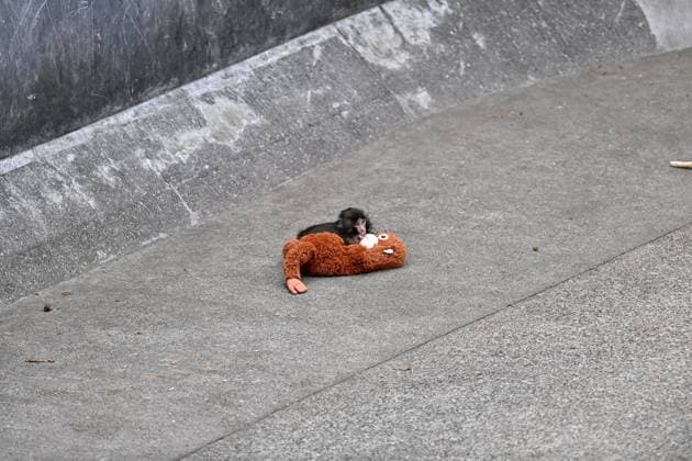 Baby monkey named Punch finds comfort with a stuffed animal CHIBA, JAPAN - FEBRUARY 20 : Baby monkey named Punch is seen with a stuffed animal at a zoo on February 20, 2026, in north of Tokyo, Chiba Prefecture, Japan. Abandoned by his mother at birth, the monkey found comfort with a stuffed animal. David Mareuil Anadolu Chiba Japan. Editorial use only. Please get in touch for any other usage.  Copyright: x2026xAnadoluxDavidxMareuilx