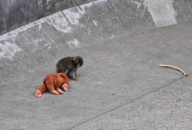 Baby monkey named Punch finds comfort with a stuffed animal CHIBA, JAPAN - FEBRUARY 20 : Baby monkey named Punch is seen with a stuffed animal at a zoo on February 20, 2026, in north of Tokyo, Chiba Prefecture, Japan. Abandoned by his mother at birth, the monkey found comfort with a stuffed animal. David Mareuil Anadolu Chiba Japan. Editorial use only. Please get in touch for any other usage.  Copyright: x2026xAnadoluxDavidxMareuilx