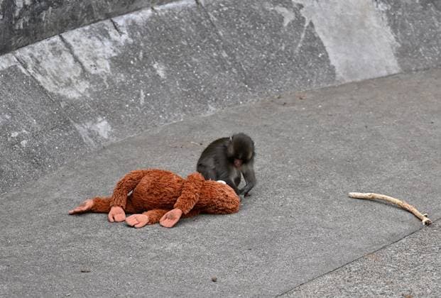 Baby monkey named Punch finds comfort with a stuffed animal CHIBA, JAPAN - FEBRUARY 20 : Baby monkey named Punch is seen with a stuffed animal at a zoo on February 20, 2026, in north of Tokyo, Chiba Prefecture, Japan. Abandoned by his mother at birth, the monkey found comfort with a stuffed animal. David Mareuil Anadolu Chiba Japan. Editorial use only. Please get in touch for any other usage.  Copyright: x2026xAnadoluxDavidxMareuilx