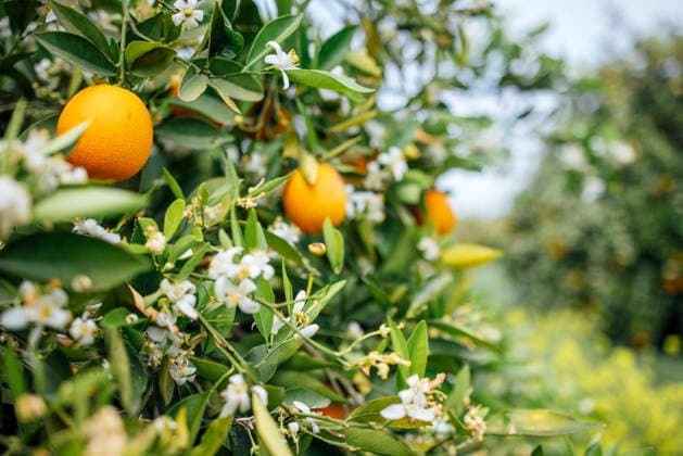 Orangenbaumzweig mit reifen Orangen und weißen Blüten, der in einer lebendigen Obstgartenumgebung bei Tageslicht üppig grüne Blätter zeigt. Branch of an orange tree displaying ripe oranges and white flowers among green leaves in a bright orchard environment (License=RF) Copyright: xZoonar.com DashaxPetrenkox 24692665