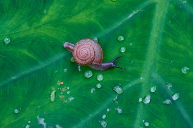 Macro Shot of a Snail on a Leaf with Water Droplets Phiman, Satun, Thailand CR_GXKV260222F-1972093-01