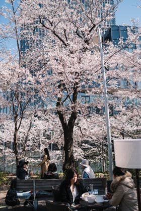 People walking under cherry blossom trees in Tokyo city spring Tokyo, Tokyo, Japan R_NMDM260222D-1971823-01 EDITORIAL USE ONLY