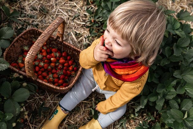Child hand-picking strawberries in rural field living eco-friendly lifestyle model released, Symbolfoto, ALPF00013