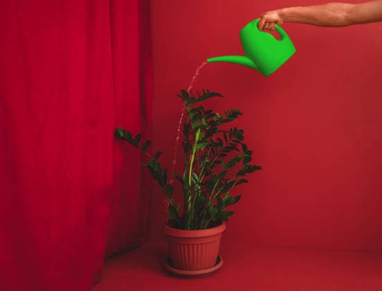 Watering indoor plant with green watering can against red background model released, Symbolfoto, AAF00456