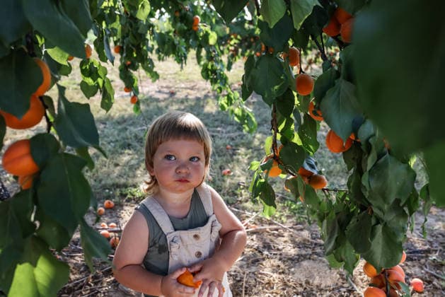 Toddler exploring orchard and harvesting apricots in summer model released, Symbolfoto, Mainz RLP Germanz ALPF00036
