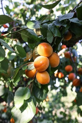 Ripe apricot fruit on branch in summer orchard with natural sunlight, Mainz RLP Germanz ALPF00043