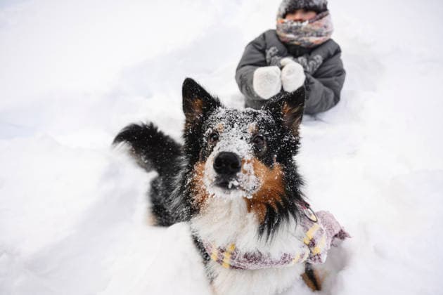 Dog in snow with person wearing warm clothes and woolen scarf outdoors model released, Symbolfoto property released, EYAF03887