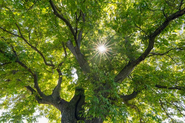 Sunbeams shining through common walnut tree canopy in Steigerwald, RUEF04781