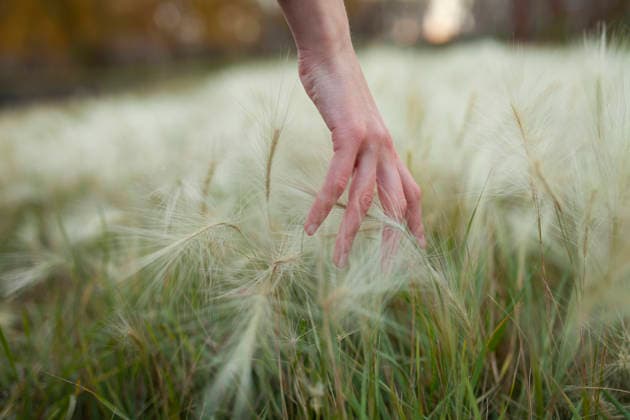 Hand gently touching delicate grass in a green outdoor field model released, Symbolfoto, VCF01304