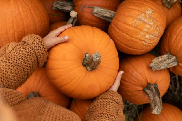 Child with cozy sweater holding pumpkin at autumn harvest farm model released, Symbolfoto, VIVF01726