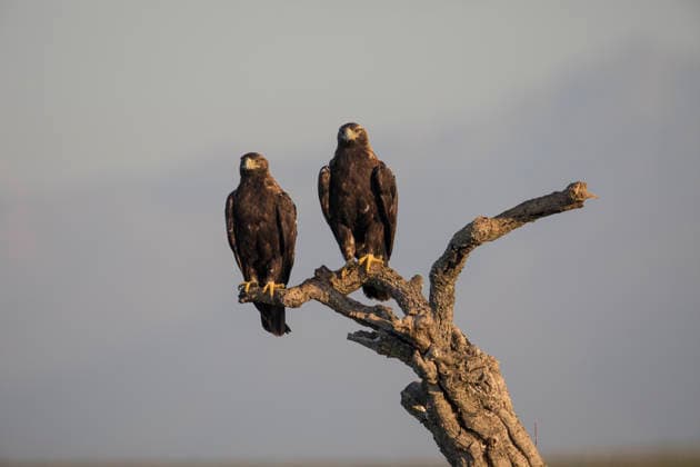 Spanish imperial eagle perched on tree branch in Extremadura Spain, ZCF01228