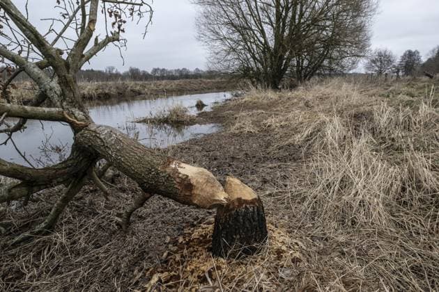 Fraßspuren vom Biber (Castor fieber) an Weiden (Salix), Niedersachsen, Deutschland Feeding traces of beavers (Castor fieber) on willows (Salix), Lower Saxony, Germany Copyright: imageBROKER ErhardxNerger ibxenh16802324.jpg