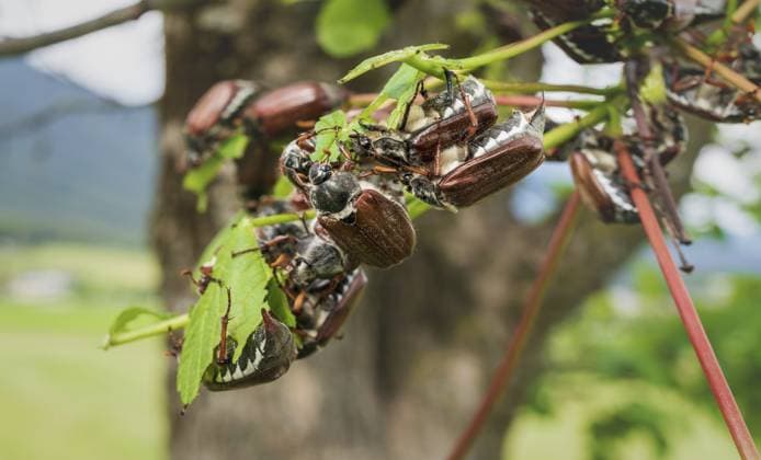 Viele Maikäfer oder Maikäfer fressen an einem fast blattlosen Apfelbaum. Diese Käfer brüten alle zwei Jahre und sind eine Gefahr für die Landwirtschaft, da sie Blätter und Knospen fressen, Österreich Many cockchafers or may bugs eating on a almost leafless apple tree, these bugs are breeding every two years and are a danger for agriculture as they eat leaves and buds, Austria Copyright: imageBROKER LoesxKieboom ibxiqx16147086.jpg