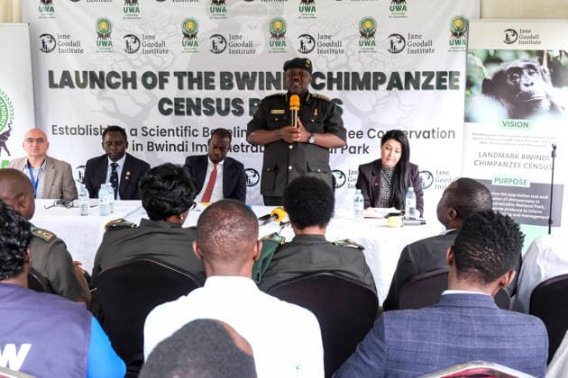 (260225) -- KAMPALA, Feb. 25, 2026 -- Uganda Wildlife Authority Executive Director James Musinguzi speaks during the launch of the Bwindi chimpanzee census results in Kampala, Uganda on Feb. 24, 2026. A new scientific census estimates that around 426 chimpanzees live alongside endangered mountain gorillas in Bwindi Impenetrable National Park, a forest in southwestern Uganda dominated by gorilla habitat. TO GO WITH Census estimates 426 chimpanzees share habitat with mountain gorillas in Uganda s Bwindi Forest (Photo by Xinhua) UGANDA-KAMPALA-BWINDI FOREST-CHIMPANZEE CENSUS HajarahxNalwadda 