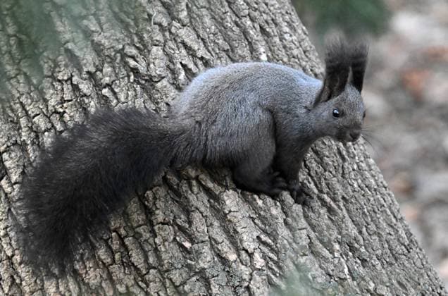 Creative Highlights World Russia Environment Squirrel 9112573 25.02.2026 A dark-furred subspecies of a red squirrel is pictured in a forest outside the Far Eastern city of Vladivostok, Russia. Vitaliy Ankov Sputnik Vladivostok Russia  Copyright: xVitaliyxAnkovx