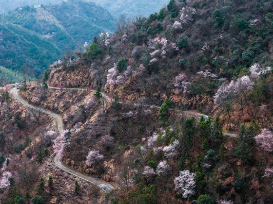 (260225) -- JIANDE, Feb. 25, 2026 -- An aerial drone photo taken on Feb. 25, 2026 shows a view of the wild cherry flowers at Sandu Town of Jiande City, east China s Zhejiang Province. Flowers of wild cherry trees which cover a large area in Sandu Town are in full bloom currently, attracting swarms of tourists. ) CHINA-ZHEJIANG-JIANDE-WILD CHERRY FLOWERS-TOURISM (CN) XuxYu 