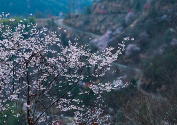 (260225) -- JIANDE, Feb. 25, 2026 -- This photo taken on Feb. 25, 2026 shows a view of the wild cherry flowers at Sandu Town of Jiande City, east China s Zhejiang Province. Flowers of wild cherry trees which cover a large area in Sandu Town are in full bloom currently, attracting swarms of tourists. ) CHINA-ZHEJIANG-JIANDE-WILD CHERRY FLOWERS-TOURISM (CN) XuxYu 