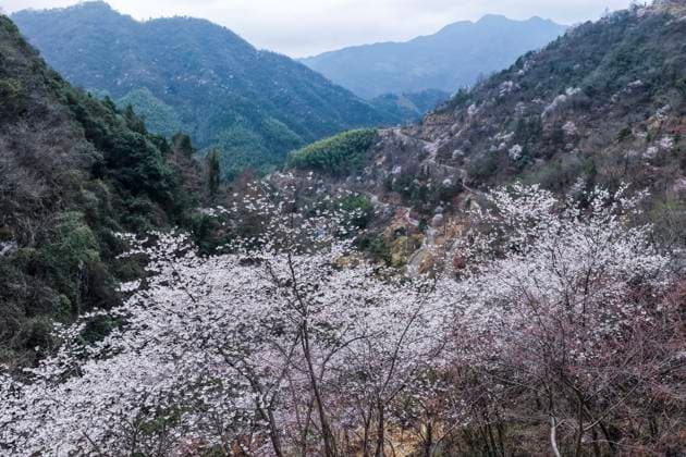 (260225) -- JIANDE, Feb. 25, 2026 -- A drone photo taken on Feb. 25, 2026 shows a view of the wild cherry flowers at Sandu Town of Jiande City, east China s Zhejiang Province. Flowers of wild cherry trees which cover a large area in Sandu Town are in full bloom currently, attracting swarms of tourists. ) CHINA-ZHEJIANG-JIANDE-WILD CHERRY FLOWERS-TOURISM (CN) XuxYu 