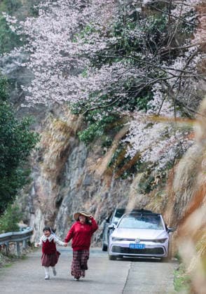 (260225) -- JIANDE, Feb. 25, 2026 -- Tourists view the wild cherry flowers at Sandu Town of Jiande City, east China s Zhejiang Province, on Feb. 25, 2026. Flowers of wild cherry trees which cover a large area in Sandu Town are in full bloom currently, attracting swarms of tourists. ) CHINA-ZHEJIANG-JIANDE-WILD CHERRY FLOWERS-TOURISM (CN) XuxYu 