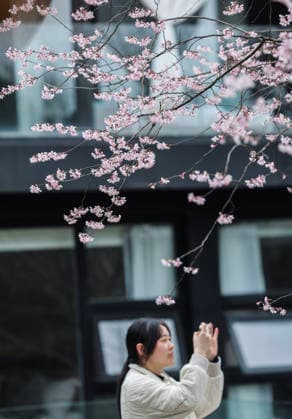 (260225) -- JIANDE, Feb. 25, 2026 -- A tourist takes photos of the wild cherry flowers at Qianyuan Village of Sandu Town, Jiande City of east China s Zhejiang Province, on Feb. 25, 2026. Flowers of wild cherry trees which cover a large area in Sandu Town are in full bloom currently, attracting swarms of tourists. ) CHINA-ZHEJIANG-JIANDE-WILD CHERRY FLOWERS-TOURISM (CN) XuxYu 