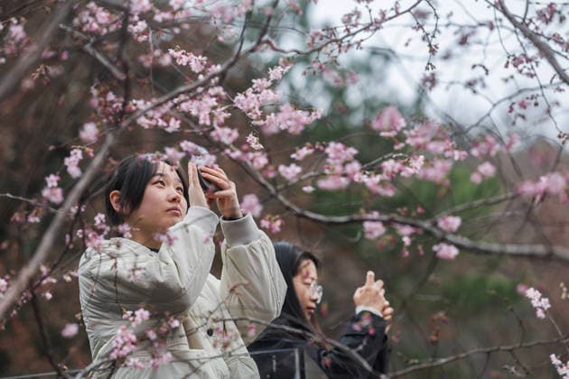 (260225) -- JIANDE, Feb. 25, 2026 -- Tourists take photos of wild cherry flowers at Qianyuan Village of Sandu Town, Jiande City of east China s Zhejiang Province, on Feb. 25, 2026. Flowers of wild cherry trees which cover a large area in Sandu Town are in full bloom currently, attracting swarms of tourists. ) CHINA-ZHEJIANG-JIANDE-WILD CHERRY FLOWERS-TOURISM (CN) XuxYu 