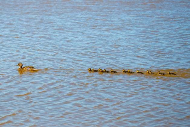 Creative Highlights World Mallard ducklings swimming with adult female Barcelona, Catalonia, Spain R_MPCT260224-1973592-01