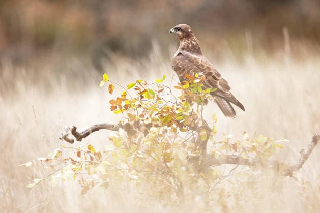Common buzzard in an autumn oak grove A common buzzard perches on a branch in an autumnal oak grove, showcasing the diverse fauna of the season. The bird blends with the warm hues of the foliage. Model Released DavidJerez_ID33793_1189841_016 Copyright: xDavidxJerezx RECORD DATE NOT STATED