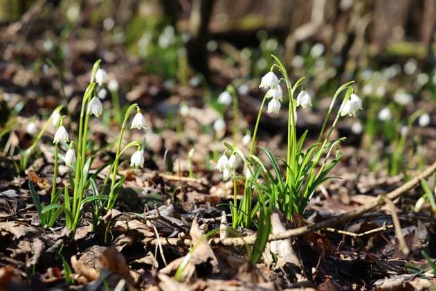 26.02.2026, Handenberg, AUT, Unterwegs in Oberösterreich, Symbolbild, Themenbild, Verschiedene Themenbilder, im Bild Das Bild zeigt eine wunderschöne Frühlingsszene mit vielen weißen Blüten, die durch zarte, grüne Stängel gehalten werden. Diese Blumen scheinen sich in einem Waldgebiet oder an einem sonnigen Platz zu befinden, umgeben von braunen, verwelkten Blättern, die den Boden bedecken. Die sanfte Beleuchtung hebt die Frische der Blumen hervor und vermittelt ein Gefühl von neuem Leben und Erneuerung, das für den Frühling charakteristisch ist., Schneeglöckchen Kleines Schneeglöckchen (Galanthus nivalis), Illustration Systematik Monokotyledonen Ordnung:Spargelartige (Asparagales) Familie:Amaryllisgewächse (Amaryllidacea