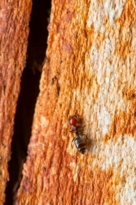 Creative Highlights World Mediterranean acrobat ant on textured bark close-up Macro shot of a Mediterranean Acrobat Ant, Crematogaster scutellaris, on textured bark. The detailed photograph highlights the ant s unique features and natural habitat. Model Released FranAlfonseca_ID33692_1172147_017 Copyright: xFranxAlfonsecax RECORD DATE NOT STATED