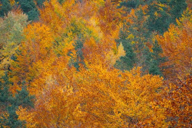 Vibrant autumn landscape in Anisclo Canyon Mesmerizing autumn hues of orange, yellow, and red foliage fill Anisclo Canyon in the Spanish Pyrenees, capturing the enchanting spirit of the season. Model Released IoritzLopez_ID33058_1125239_001 Copyright: xIoritzxLopezx RECORD DATE NOT STATED