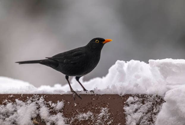 26.02.2026, Winter in Bayern. Bad Wörishofen im Unterallgäu. Ein Amsel-Männchen (Turdus merula) auf dem Balkon an einer Vogeltränke. 26.02.2026, Bad Wörishofen 26.02.2026, Bad Wörishofen *** 26 02 2026, Winter in Bavaria Bad Wörishofen in Unterallgäu A male blackbird Turdus merula on the balcony at a bird bath 26 02 2026, Bad Wörishofen 26 02 2026, Bad Wörishofen