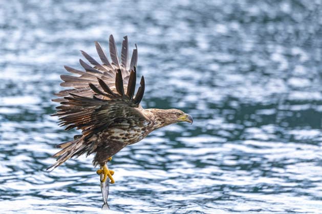 Seeadler, See-Adler (Haliaeetus albicilla), im Jugendkleid, fliegt niedrig ueber dem Meer mit gefangenem Fisch, Norwegen, Lofoten, Svolvaer white-tailed sea eagle (Haliaeetus albicilla), in juvenile plumage, flies low over the sea with caught fish, Norway, Lofoten Islands, Svolvaer, Hakoya BLWS743365 *** White-tailed eagle, Lake Adler Haliaeetus albicilla , at Youth dress, flies low Via the Sea with captured Fish, Norway, Lofoten, Svolvaer White Tailed Sea Eagle Haliaeetus albicilla , in Juvenile plumage, FLIES Low Over The Sea With Caught fish, Norway, Lofoten Iceland, Svolvaer, Hakoya BLWS743365 Copyright: xblickwinkel M.xWoikex