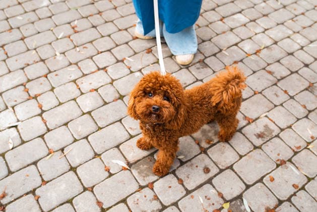 Woman walking a fluffy dog on a cobblestone pathway A woman in jeans stands on a cobblestone path, holding the leash of a fluffy, brown dog looking up. The scene captures a moment of outdoor pet companionship. Model Released Shapovalphoto_ID33077_1125801_033 Copyright: xShapovalphotox RECORD DATE NOT STATED