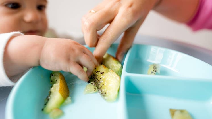 Baby led weaning with family guidance A baby explores baby led weaning with pieces of kiwi on a blue plate, guided by a gentle family hand, promoting healthy eating habits and sensory development. Model Released SilviaRedondo_ID33605_1170251_038 Copyright: xSilviaxRedondox RECORD DATE NOT STATED