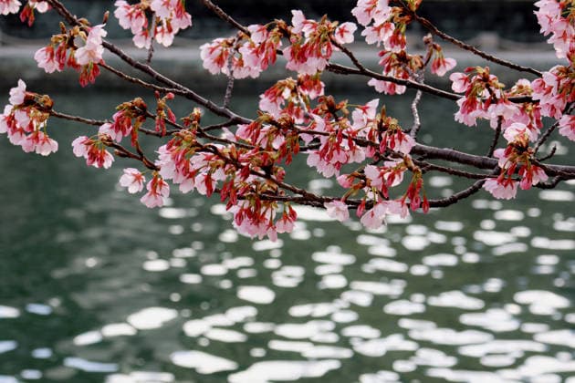 Kanzakura in a park in Shinjuku, Tokyo, Japan - 28 Feb 2026 Early-blooming Kanzakura cherry blossoms begin to open in a park in Shinjuku, Tokyo, Japan. Different varieties of early cherry trees bloom at slightly different times, marking the gradual start of Japan s cherry blossom season. Tokyo Japan Copyright: xJamesxMatsumotox xSOPAxImagesx sakura(4)