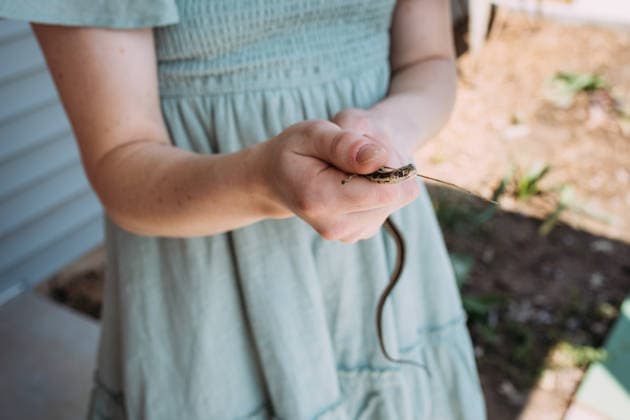 Closeup of person holding small garter snake in garden Jackson, Missouri, United States CR_WEKW260301-1975836-01 ,model released, Symbolfoto