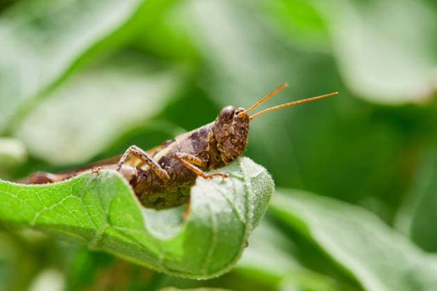 Grasshopper Eating on a Vibrant Green Leaf Thung Sai Thong, Krabi, Thailand R_GXKV2603014E-1975968-01