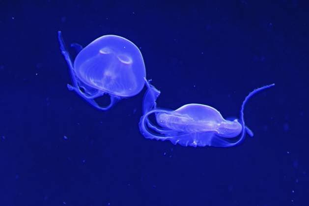 Zwei Quallen schwimmen Seite an Seite gegen das blaue Salzwasser Two jellyfishes swimming side-by-side against the blue salt water Copyright: imageBROKER LenaxIliopoulou ibxiqx16141687.jpg