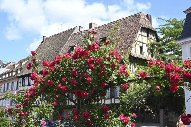 Weißenburg, Elsass Weissenburg, Alsace Copyright: imageBROKER VolkerxRauch ibxiqx16435187.jpg